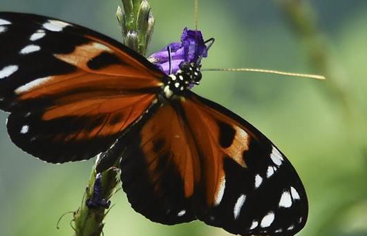 蝴蝶农场蝴蝶飞
